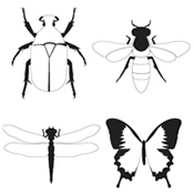Insect Graphic