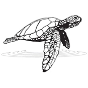 Turtle Graphic